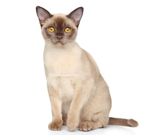 Purina cat sales breeds